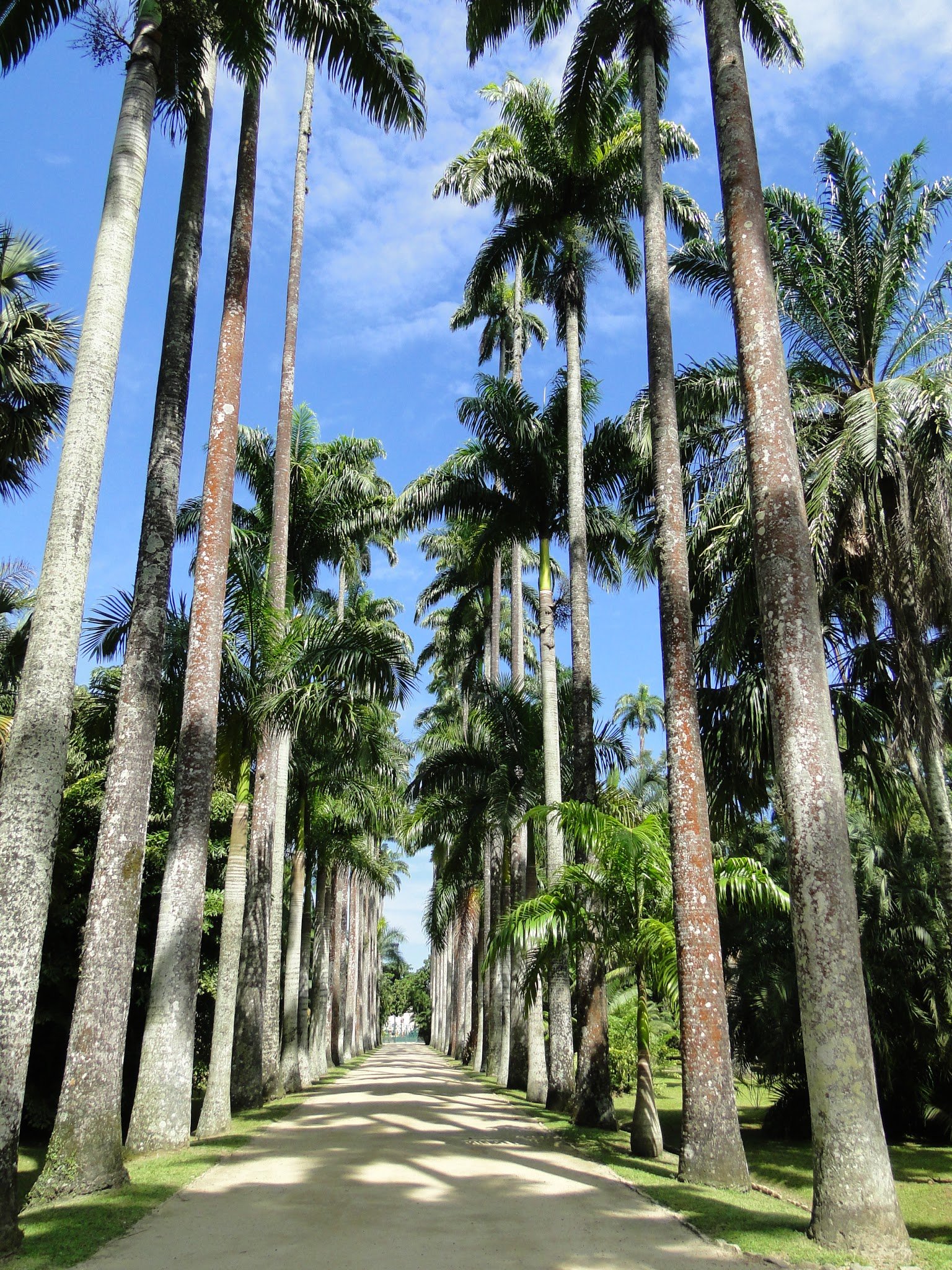 JARDIM BOTÂNICO DO RIO DE JANEIRO JARDIM BOTÂNICO DO RIO DE JANEIRO