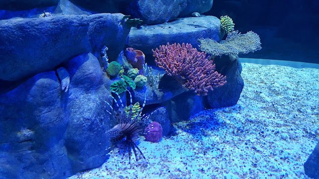 AquaRio, a mais nova atração turística do Rio Peixe Escorpião em um dos 24 tanques do AquaRio.