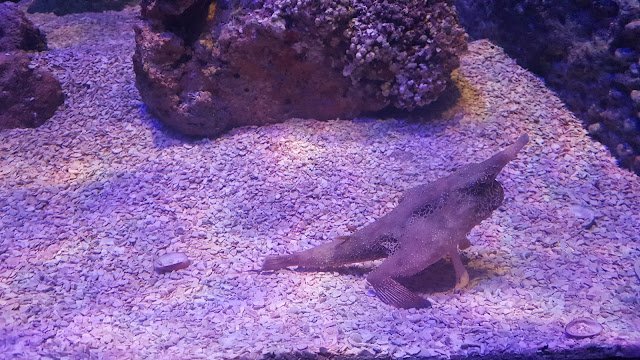 AquaRio, a mais nova atração turística do Rio Aquário com peixe morcego.