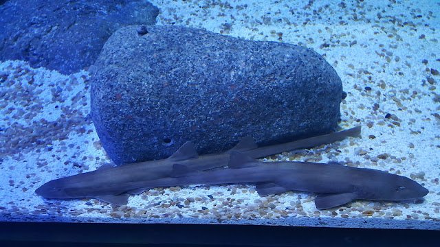 AquaRio, a mais nova atração turística do Rio Filhotes de tubarões no AquaRio.