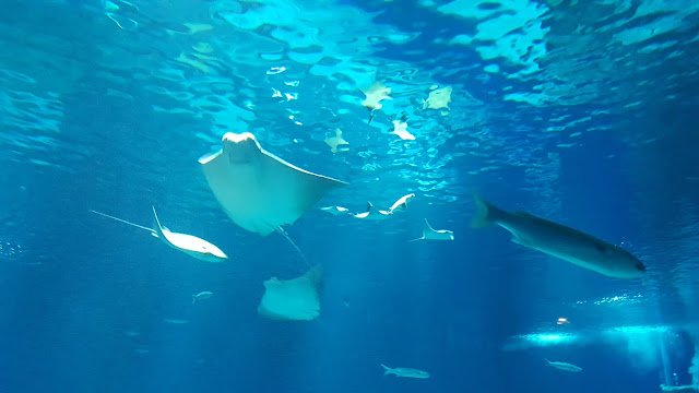 AquaRio, a mais nova atração turística do Rio O "Grande Tanque Oceânico"