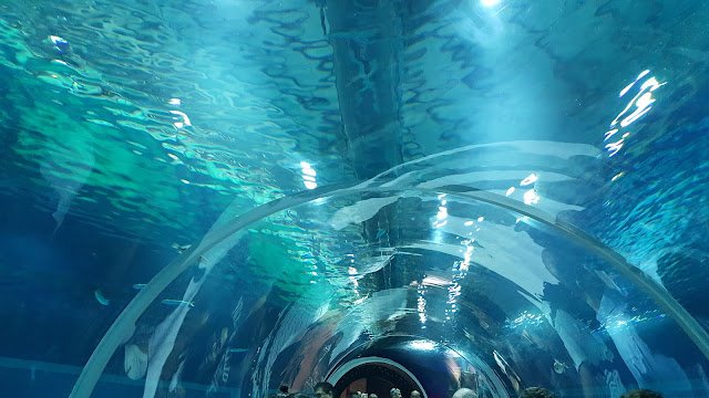 AquaRio, a mais nova atração turística do Rio Uma das atrações do AquaRio: o túnel.