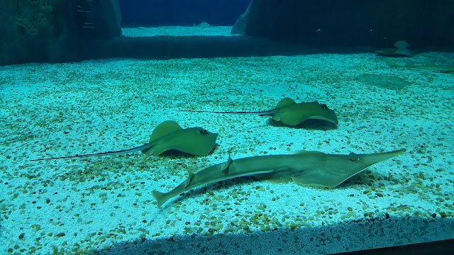 AquaRio, a mais nova atração turística do Rio O anfiteatro do AquaRio: Recinto Oceânico.