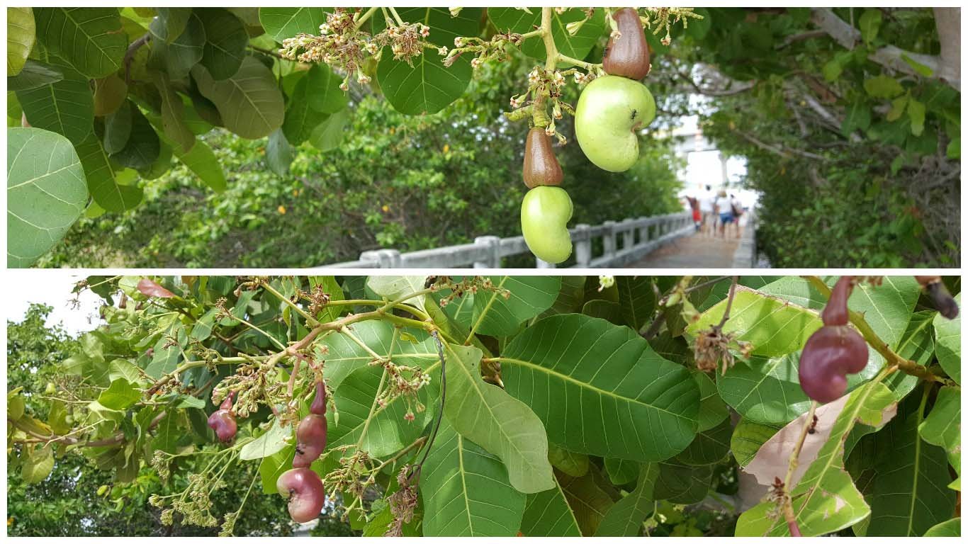 Mangue Seco, Bate e Volta de Aracaju. Mangue Seco, Bate e Volta de Aracaju.