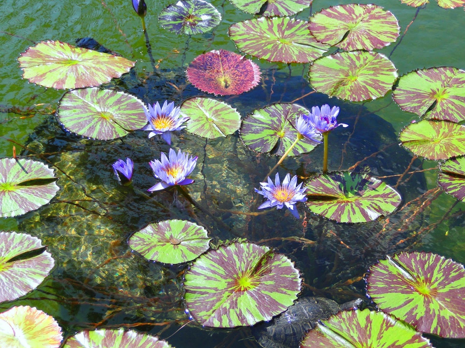Balboa Park San Diego