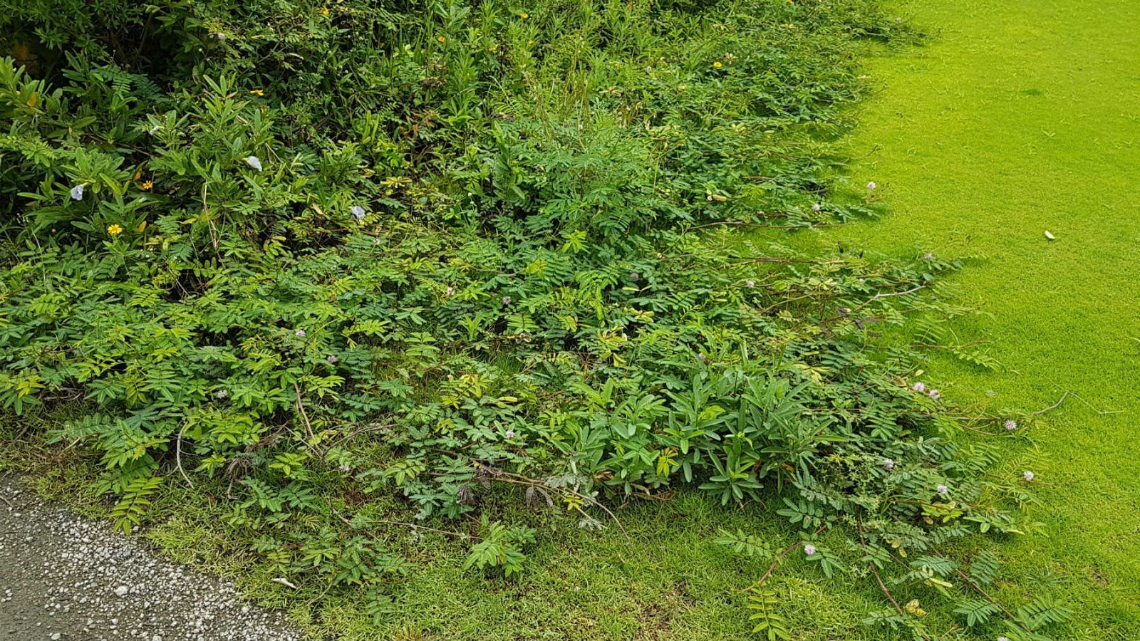 Tour Ecológico no Campo Olímpico de Golfe RJ