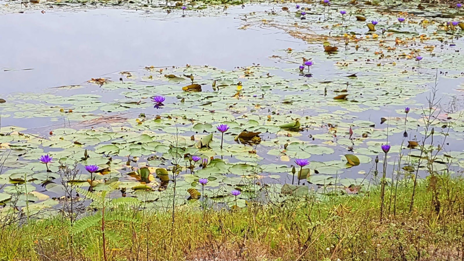 Tour Ecológico Campo Olímpico de Golfe no Rio de Janeiro.