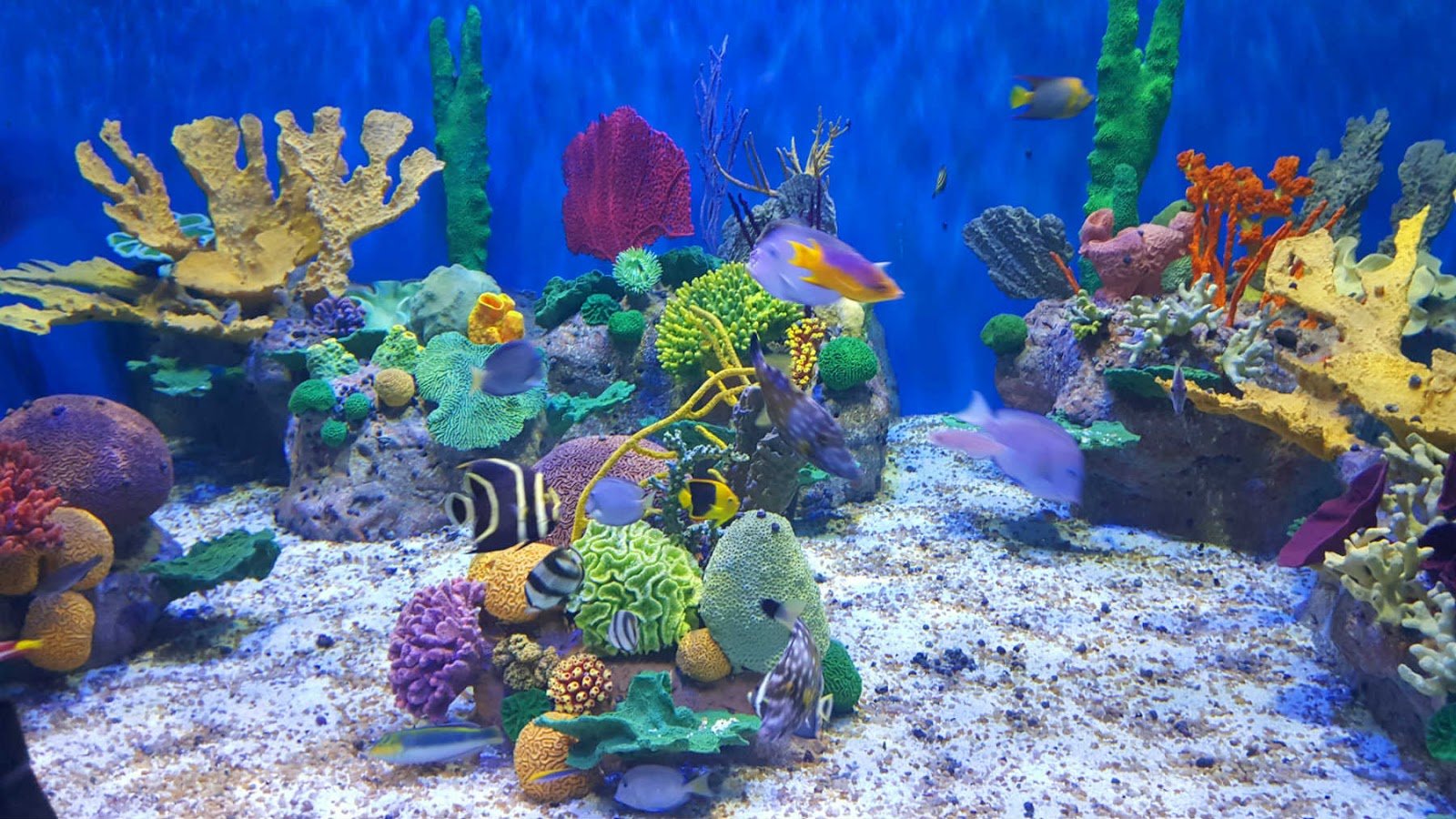 AquaRio no Porto Maravilha no Rio de Janeiro.