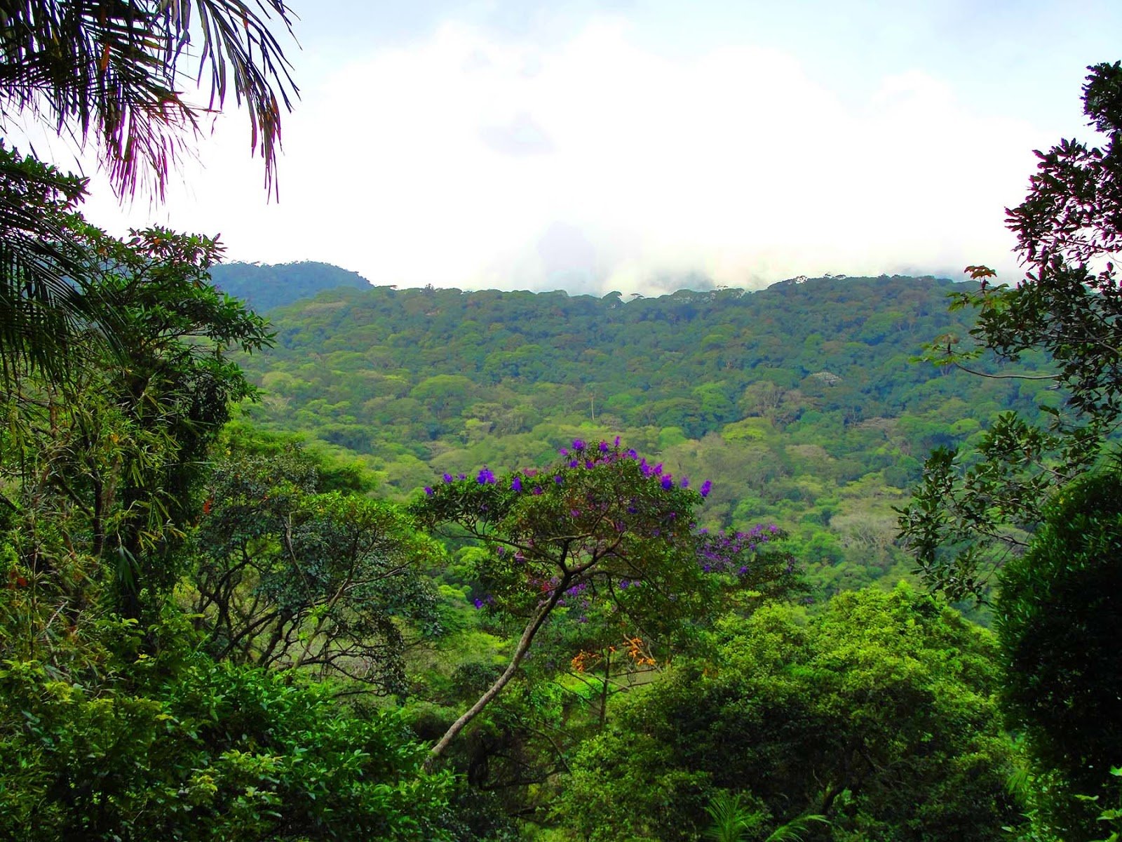 Floresta da Tijuca no Rio de Janeiro : Dicas do que fazer. Floresta da Tijuca no Rio de Janeiro : Dicas do que fazer.