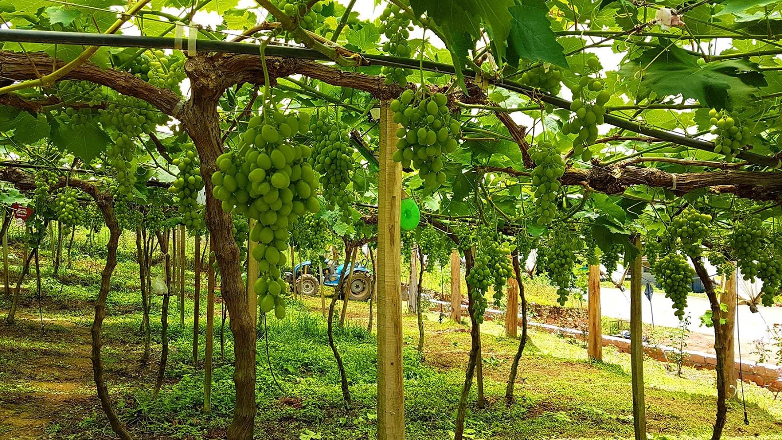 10 Passeios bate e volta no Brasil : Vale dos Vinhedos 10 Passeios bate e volta no Brasil : Vale dos Vinhedos