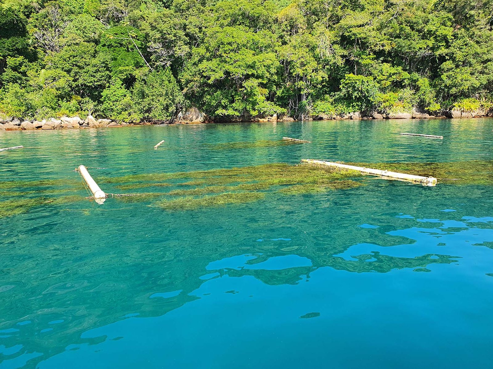 Saco do Mamanguá, Paraty, dicas de passeio de barco